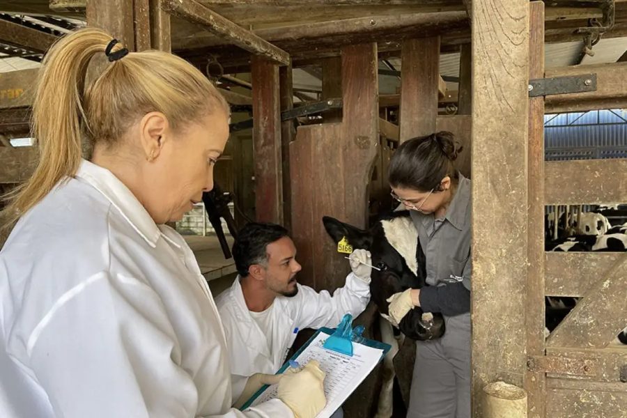Nova bactéria ligada à cegueira em animais é descoberta