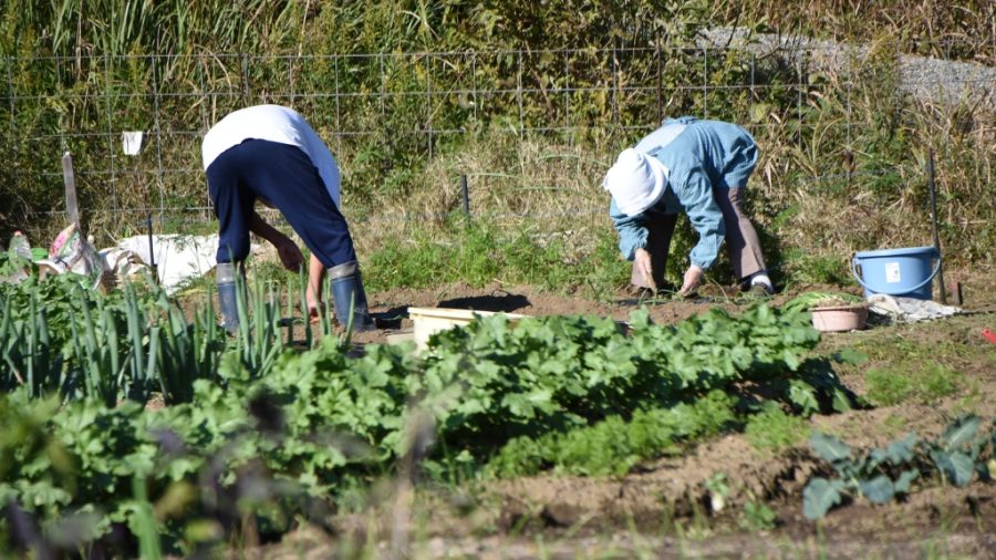 Inadimplência no Crédito Rural atinge 8,8% em Julho, Recorde Histórico