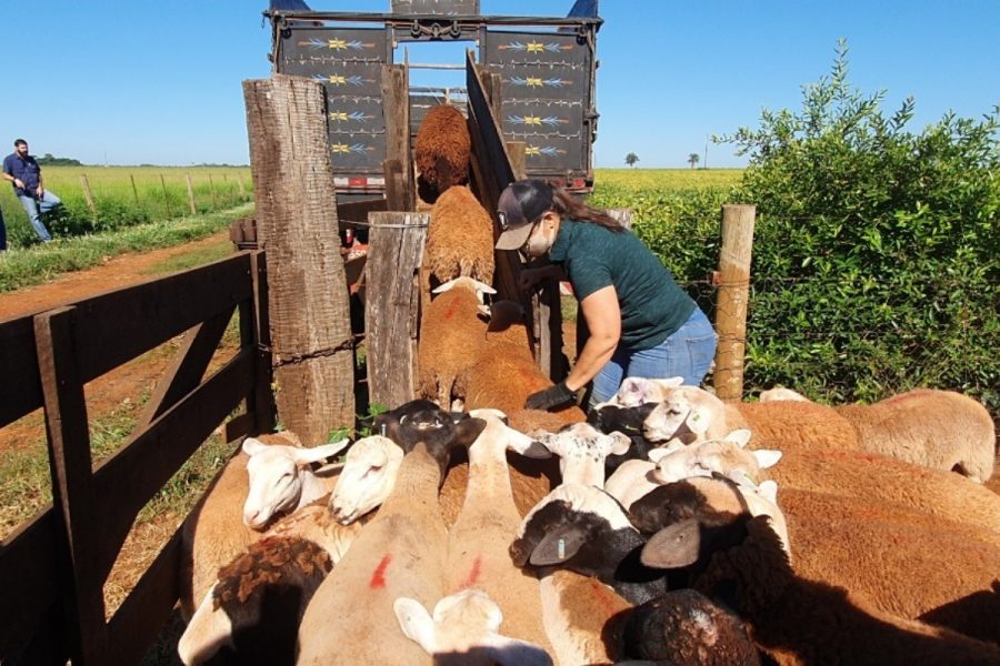Mato Grosso inaugura frigorífico de ovinos com certificação nacional