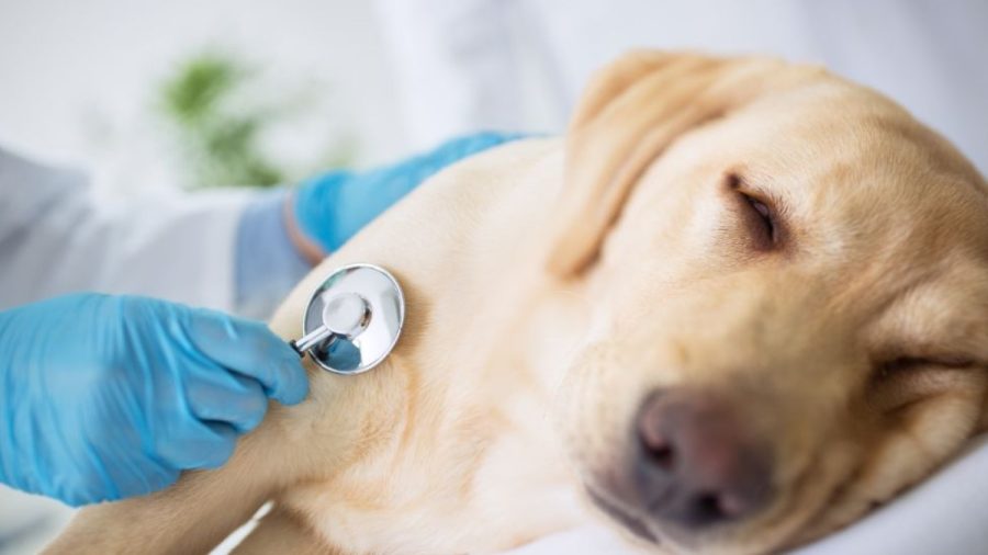 Pesquisa estadual avalia políticas de bem-estar animal em SP