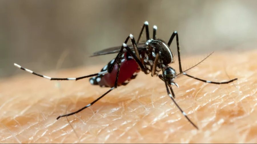 Ribeirão Preto inicia liberação de mosquitos com Wolbachia para combater dengue