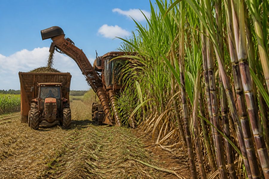 Produção de cana-de-açúcar deve crescer 4,7% na safra 2026/2027