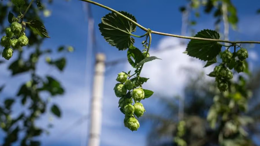 Avanço da produção de lúpulo no Brasil impulsiona identidade cervejeira